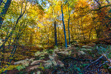 Autumnal landscape of colorful trees in Hoegne Valley, Belgian Ardennes