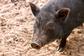 Image of black adult pig snout
