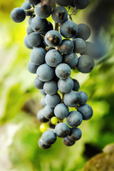 bunch of blue fresh sweet grapes hanging on a branch, copy space, summer fruit, grapes in the garden