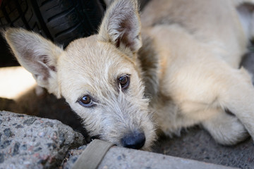unhappy red homeless puppy