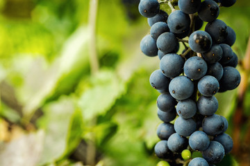 bunch of blue fresh sweet grapes hanging on a branch, copy space, summer fruit, grapes in the garden