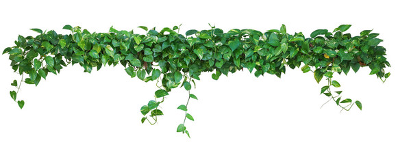 Heart shaped leaves vine, devil's ivy, golden pothos, isolated o