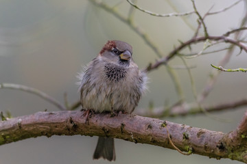 vögel