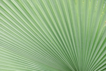 Line and texture of green palm leaves