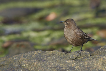 Tussacbird (Cinclodes antarcticus antarcticus) standing on a rock on Carcass Island in the Falkland Islands.