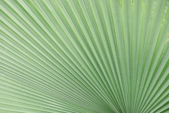 Line and texture of green palm leaves © takorn