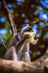 Ring-tailed Lemur
