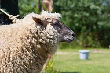 Schaf wird geschoren