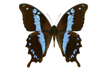 Black blue swallowtail butterfly from Madagascar (Papilio oribazus, male) isolated on white background