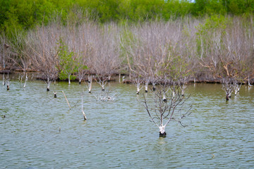 Dead trees in flooded lake for a background. Phetchaburi ,Thailand. Photo taken on: Octuber 29, 2016