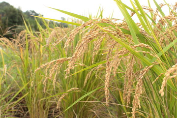 稲穂