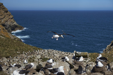 Black-browed Albatross (Thalassarche melanophrys) and Southern Rockhopper Penguins (Eudyptes chrysocome) nest together on the cliffs of West Point Island in the Falkland Islands.