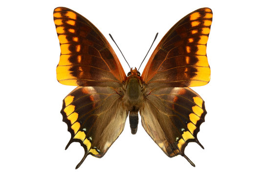 Two-tailed Pasha or Foxy Emperor butterfly (Charaxes jasius, male) from France isolated on white background