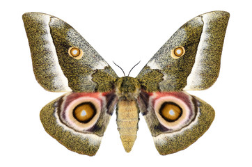 Huge Colorful African Emperor Moth butterfly (Gonimbrasia zambesina, female) from Kenya isolated on white background