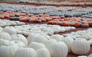 Pumpkins