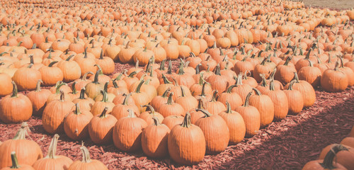 Pumpkins