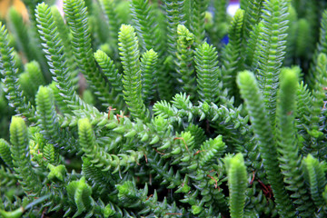 Sedum / Common Stonecrop (Sedum), succulent, fleshy herbaceous plant of the family Crassulaceae