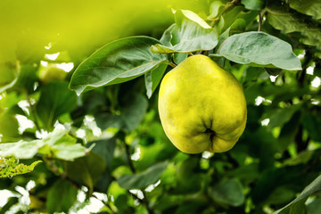 juicy quince hanging on a branch, summer fruit, garden, fruit in