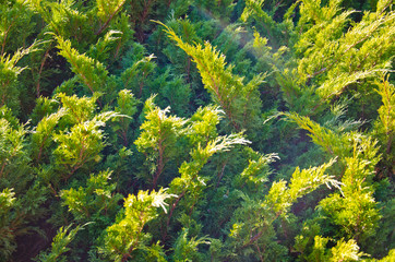 Fototapeta premium Background of the evergreen juniper bush