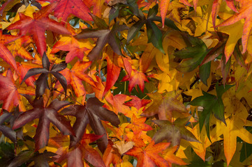 Fogliame di un acero con i classici colori autunnali rosso giallo e arancione