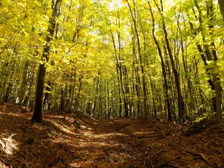 Obraz premium Yellow colorful leaves on deciduous trees in deciduous forest in wild nature during autumn