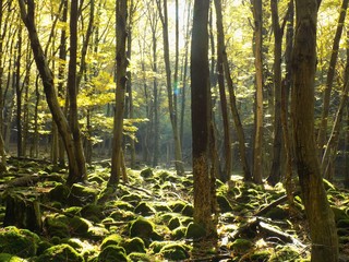 Yellow colorful leaves on deciduous trees in deciduous forest in wild nature during autumn