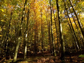 Yellow colorful leaves on deciduous trees in deciduous forest in wild nature during autumn