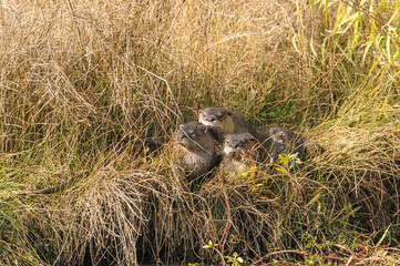 Young River-otters resting in grass 