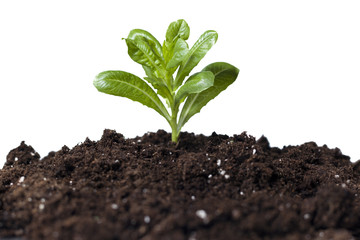 Green plant is growing up in the soil