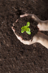 Green plant is growing up with soil in a woman hand