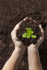 Green plant is growing up with soil in a woman hand