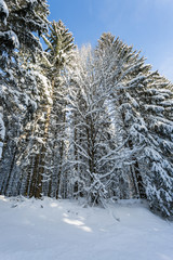 forest in winter, branches covered in snow, sunny day