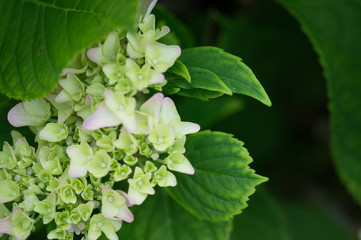 Obraz premium White flowers