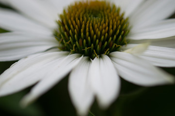 White Petals 