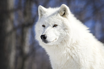 Loup Arctique
