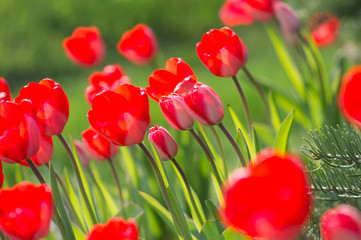 Red Tulips