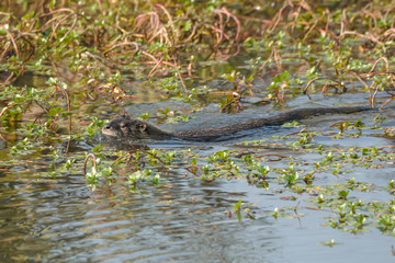 River otter swimming in pond full of plants