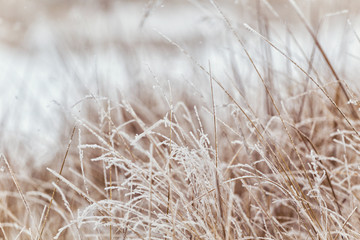 Winter, winter forest, snow, blizzard, winter day, trees in the snow , reeds in the snow