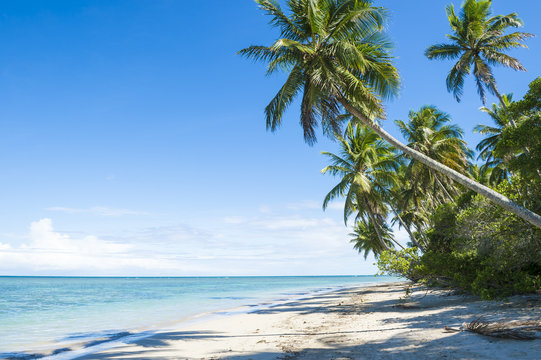 Palm trees cast shadows on wide remote tropical Brazilian island beach in Bahia Nordeste Brazil