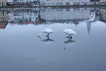 Reykjaviker See mit zwei Schwänen