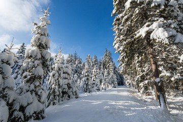 Fototapeta premium path in forest in winter, branches covered in snow, sunny day