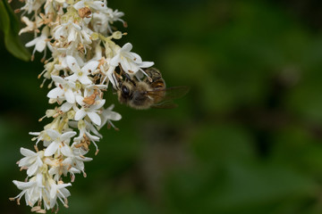 Ape su fiori di alloro
