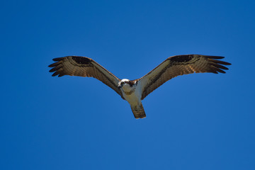 Osprey, fish eagle, fish hawk in California overfligth