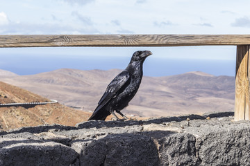 kruk na Fuertaventura