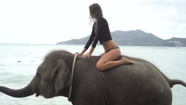Young pretty sensual woman with wet hair wearing black top and bikini bottom sitting on elephant in the sea over sky and island background