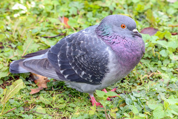 Rock Dove