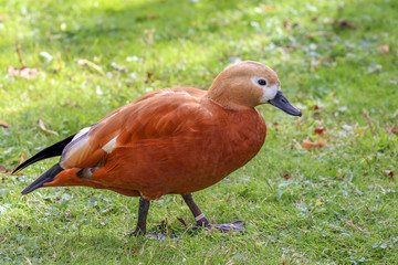Ruddy Shelduck