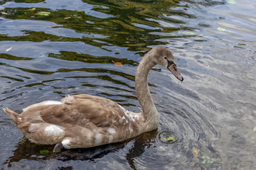 Fototapeta premium Swan