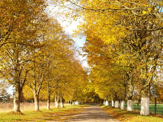 wiejska brukowana droga jesienią