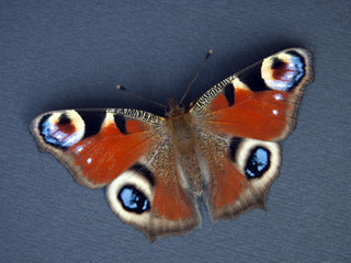 Butterfly 3